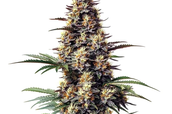 Grandaddy Black (Blimburn Seeds) – offizielles Produktbild