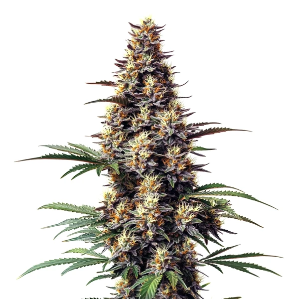 Grandaddy Black (Blimburn Seeds) – offizielles Produktbild