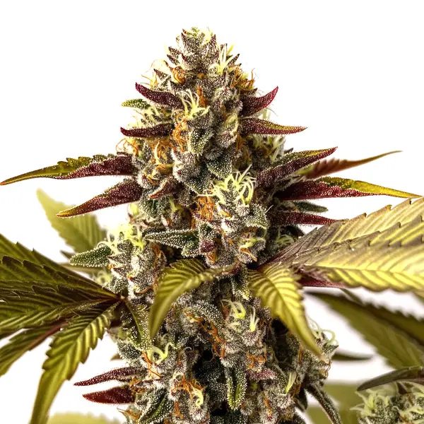 Grandaddy Purple x Do-Si-Dos (Blimburn Seeds) – offizielles Produktbild