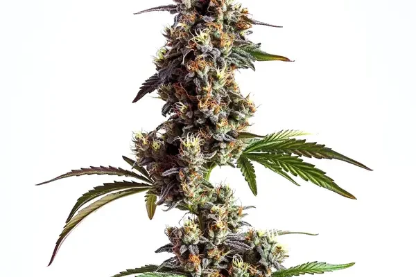 Grandaddy x Bruce Banner Regulär (Blimburn Seeds) – offizielles Produktbild