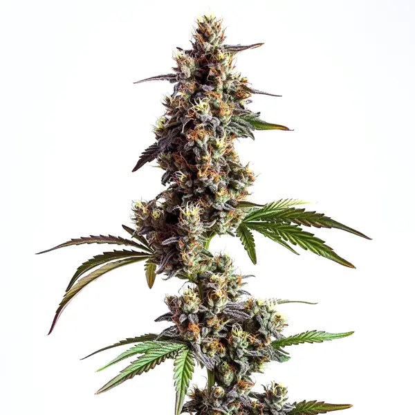 Grandaddy x Bruce Banner Regulär (Blimburn Seeds) – offizielles Produktbild