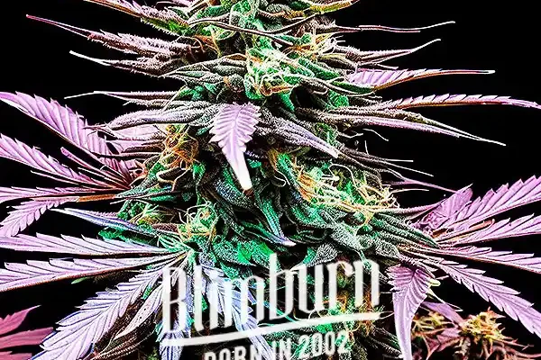 Granddady Gorilla Auto (Blimburn Seeds) – offizielles Produktbild