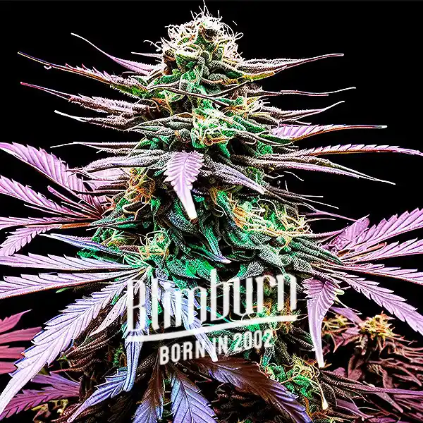 Granddady Gorilla Auto (Blimburn Seeds) – offizielles Produktbild