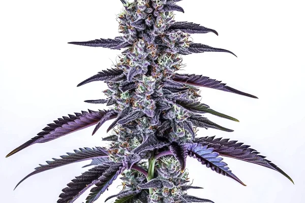 Grape Ape Auto (Blimburn Seeds) – offizielles Produktbild