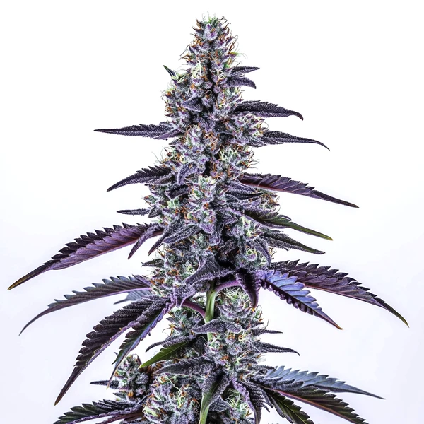 Grape Ape Auto (Blimburn Seeds) – offizielles Produktbild