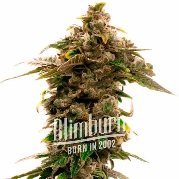 Grape Killer Haze Auto (Blimburn Seeds) – offizielles Produktbild