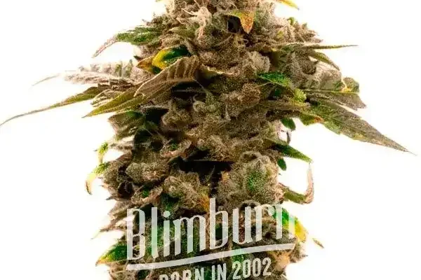 Grape Killer 99 (Blimburn Seeds) – offizielles Produktbild