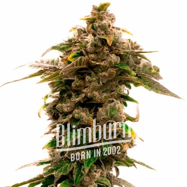 Grape Killer Schnellversion (Blimburn Seeds) – offizielles Produktbild