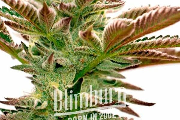 Grape Fruit Schnellversion (Blimburn Seeds) – offizielles Produktbild