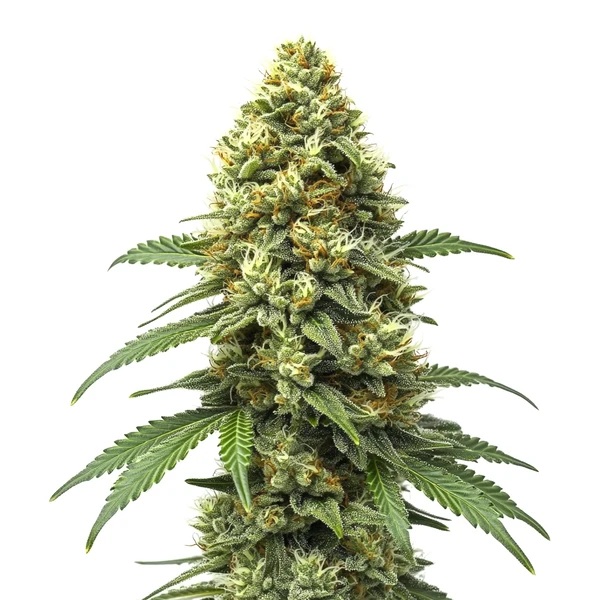 Grapefruit Auto (Blimburn Seeds) – offizielles Produktbild