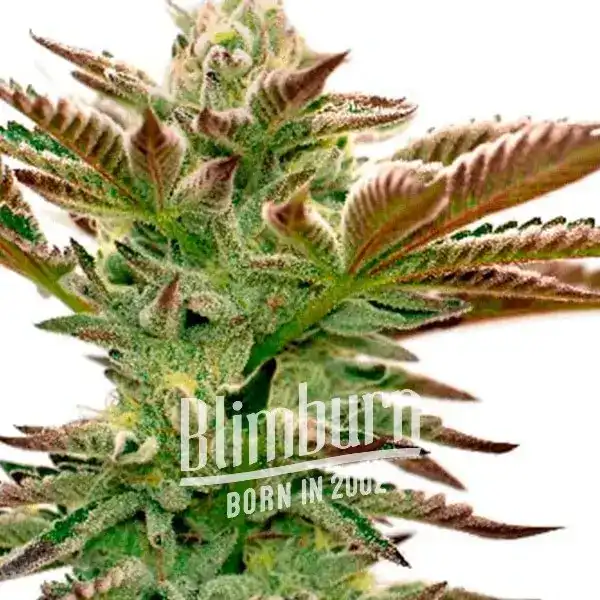 Grapefruit (Blimburn Seeds) – offizielles Produktbild