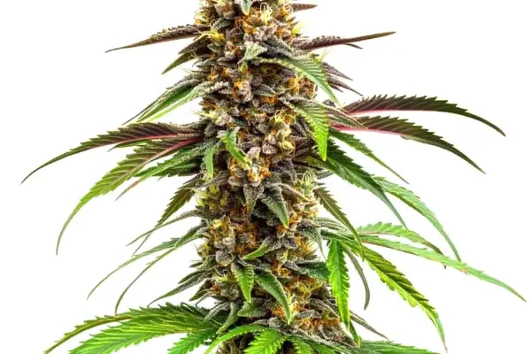 Grease Monkey (Blimburn Seeds) – offizielles Produktbild