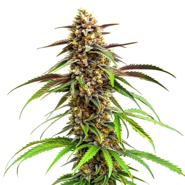 Grease Monkey (Blimburn Seeds) – offizielles Produktbild