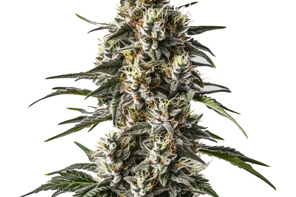 Great White Shark (Blimburn Seeds) – offizielles Produktbild
