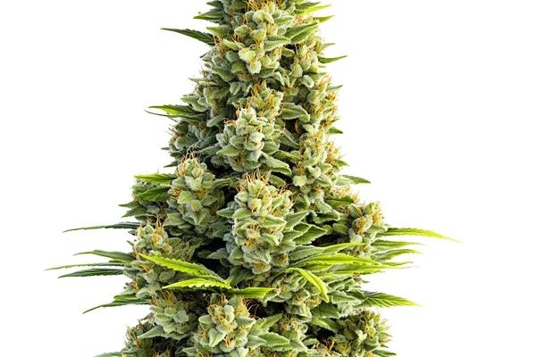 Great White Shark Auto (Blimburn Seeds) – offizielles Produktbild