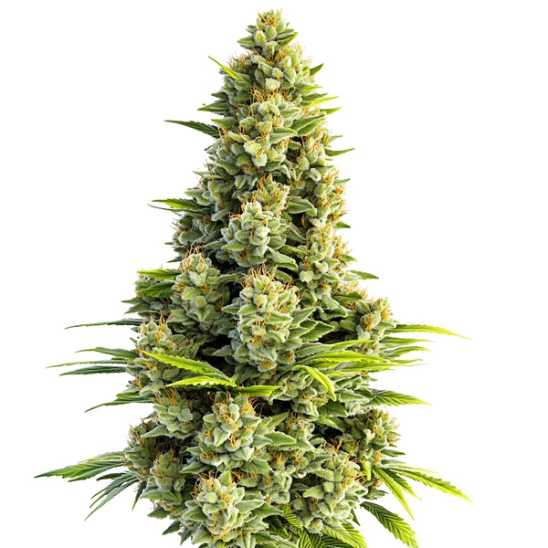 Great White Shark Auto (Blimburn Seeds) – offizielles Produktbild