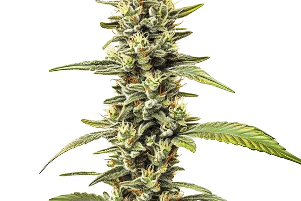 Great White Shark Regulär (Blimburn Seeds) – offizielles Produktbild