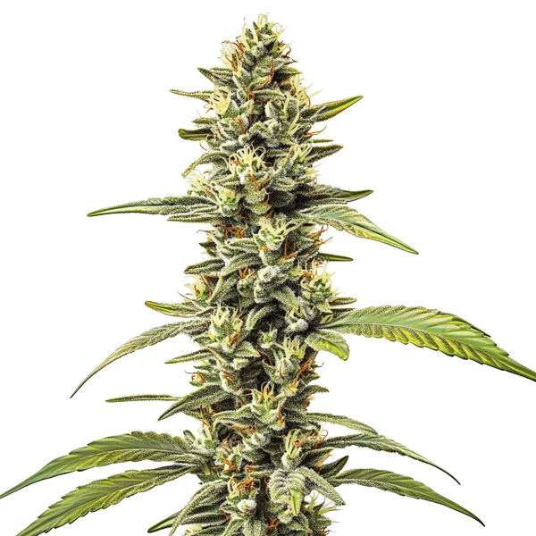 Great White Shark Regulär (Blimburn Seeds) – offizielles Produktbild