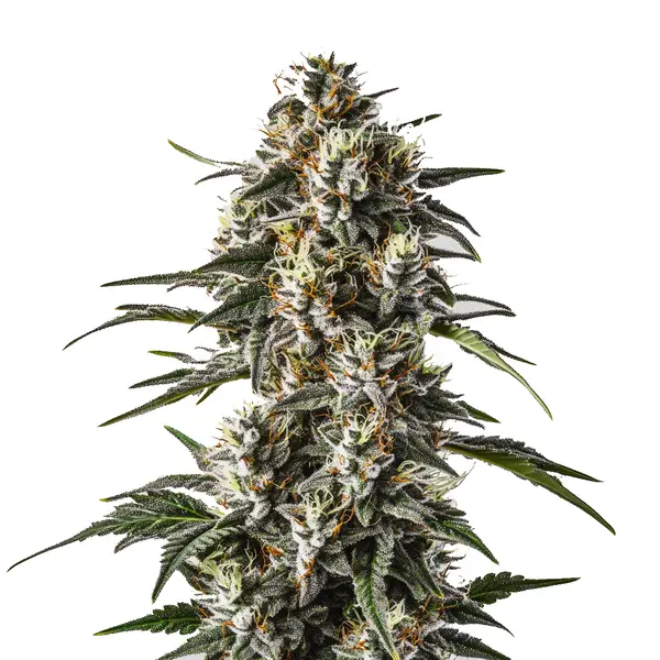 Great White Shark (Blimburn Seeds) – offizielles Produktbild