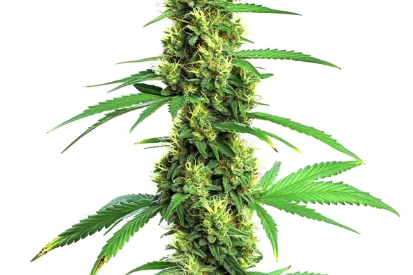 Green Crack Schnellversion (Blimburn Seeds) – offizielles Produktbild