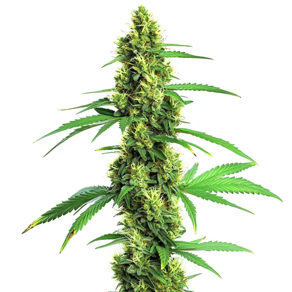 Green Crack Schnellversion (Blimburn Seeds) – offizielles Produktbild