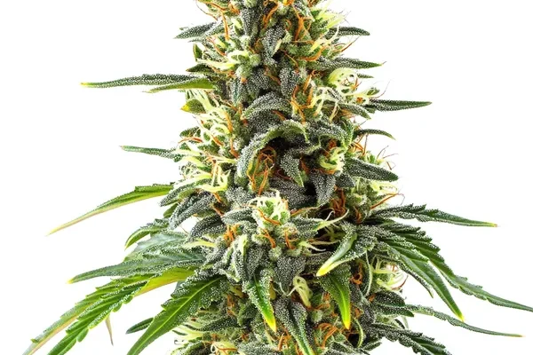 Green Crack x Amnesia Haze (Blimburn Seeds) – offizielles Produktbild