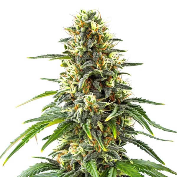 Green Crack x Amnesia Haze (Blimburn Seeds) – offizielles Produktbild