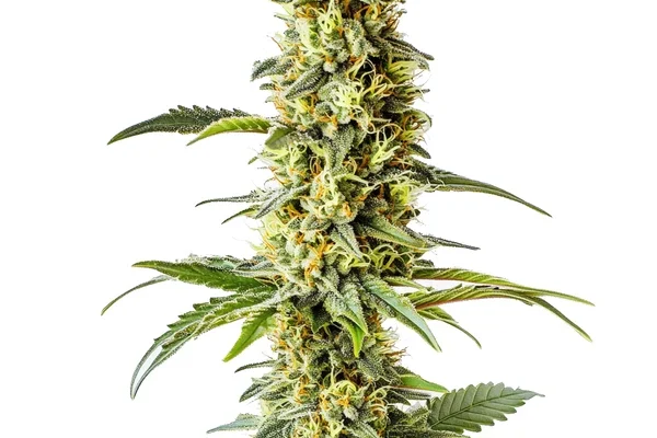 Green Crack x Core (Blimburn Seeds) – offizielles Produktbild