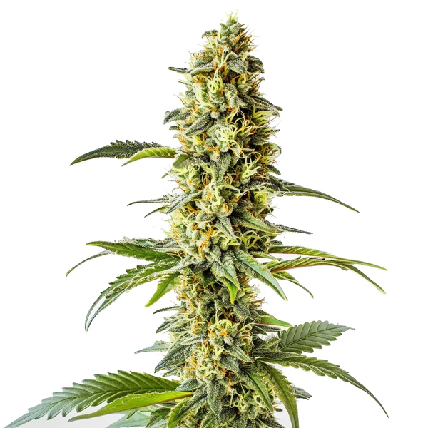 Green Crack x Core (Blimburn Seeds) – offizielles Produktbild