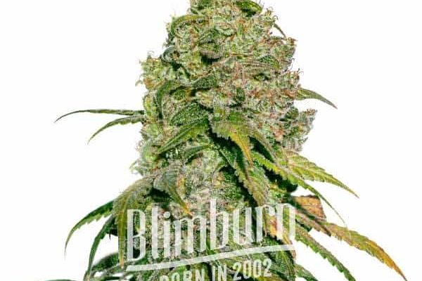 Green Crack x Do-Si-Dos (Blimburn Seeds) – offizielles Produktbild