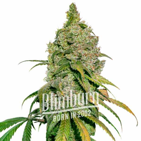 Green Crack x Do-Si-Dos (Blimburn Seeds) – offizielles Produktbild
