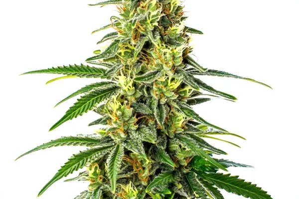 Green Crack x Super Silver Haze (Blimburn Seeds) – offizielles Produktbild