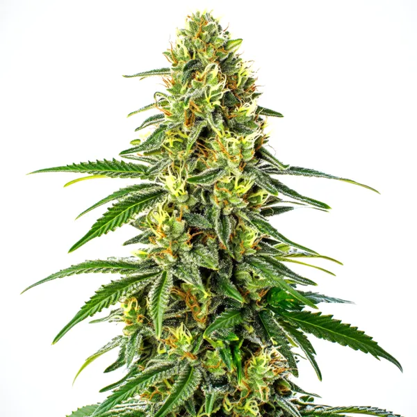 Green Crack x Super Silver Haze (Blimburn Seeds) – offizielles Produktbild