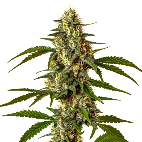 Green Poison (Blimburn Seeds) – offizielles Produktbild
