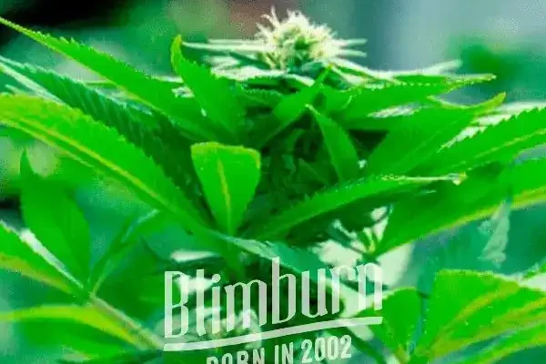 Green Crack x AK47 (Blimburn Seeds) – offizielles Produktbild