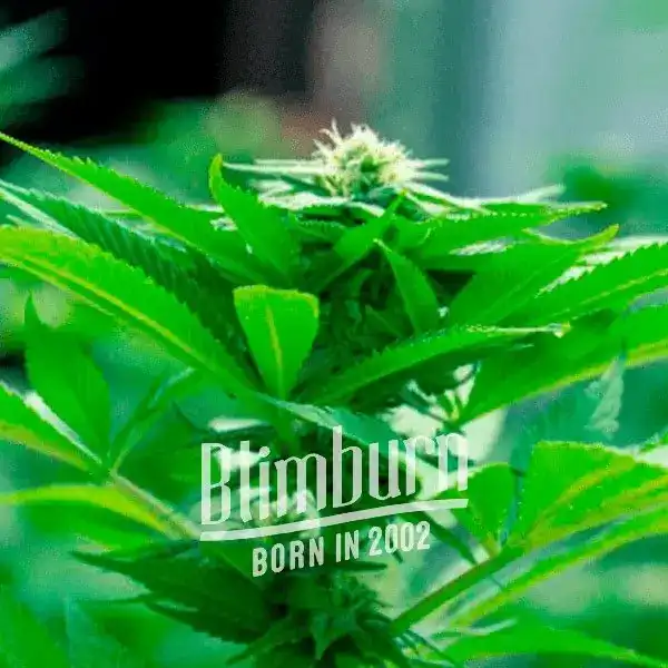 Green Crack x AK47 (Blimburn Seeds) – offizielles Produktbild