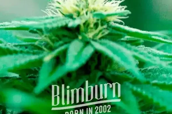 Green Crack x Somango (Blimburn Seeds) – offizielles Produktbild