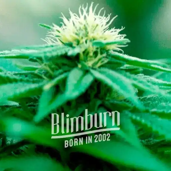 Green Crack x Somango (Blimburn Seeds) – offizielles Produktbild