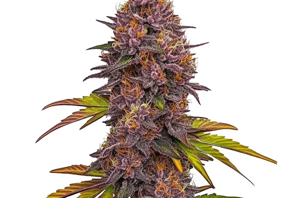 Grizzly Purple Auto (Blimburn Seeds) – offizielles Produktbild