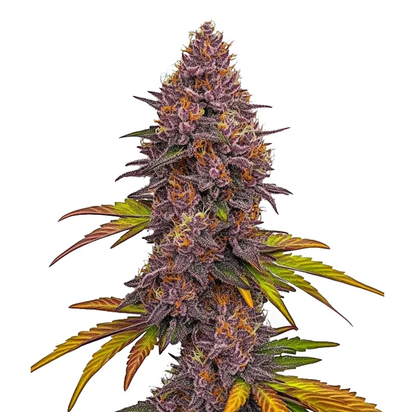 Grizzly Purple Auto (Blimburn Seeds) – offizielles Produktbild