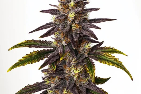 Gruntz (Blimburn Seeds) – offizielles Produktbild