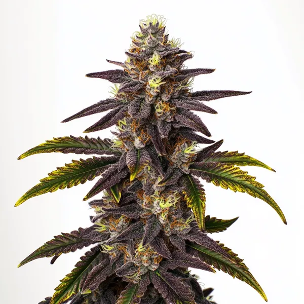Gruntz (Blimburn Seeds) – offizielles Produktbild