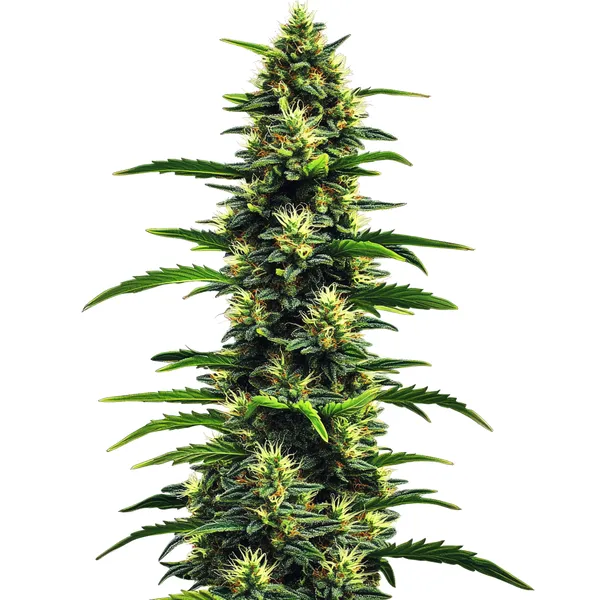 Gushers (Blimburn Seeds) – offizielles Produktbild