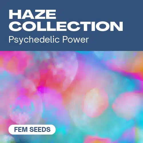 Haze-Kollektion (Blimburn Seeds) – offizielles Produktbild