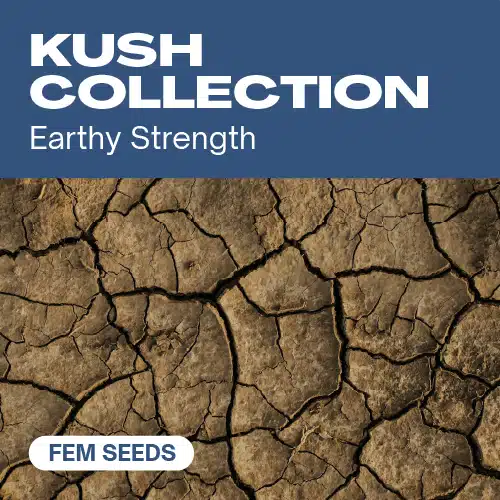 Kush-Kollektion (Blimburn Seeds) – offizielles Produktbild