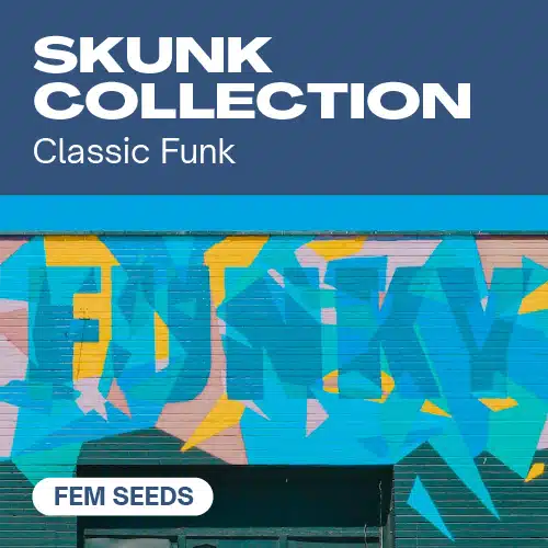Skunk-Kollektion (Blimburn Seeds) – offizielles Produktbild