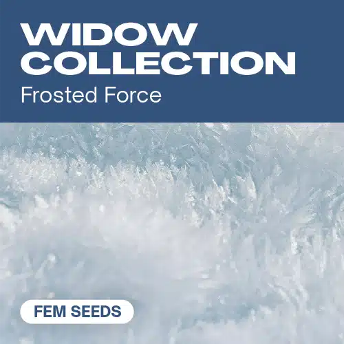Widow-Kollektion (Blimburn Seeds) – offizielles Produktbild