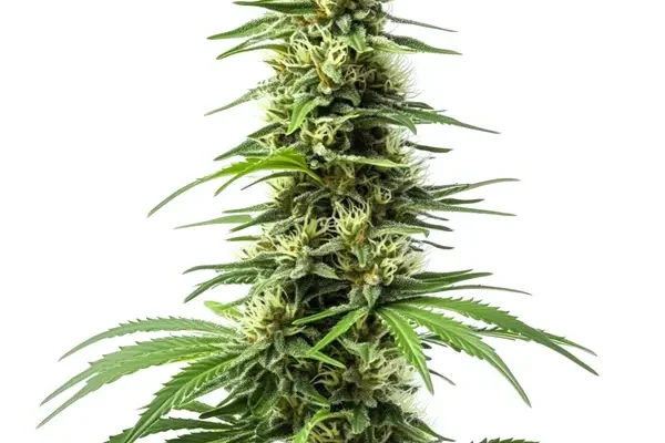 Harlequin CBD (Blimburn Seeds) – offizielles Produktbild