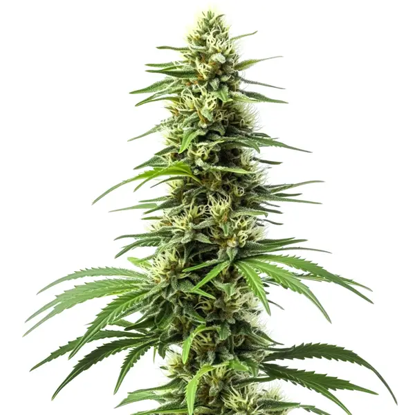 Harlequin CBD (Blimburn Seeds) – offizielles Produktbild