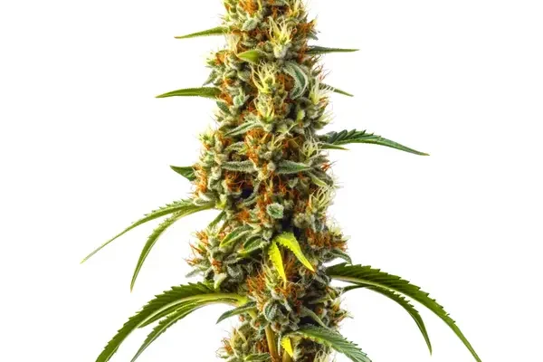 Harlequin Kimbo Kush Schnellversion CBD (Blimburn Seeds) – offizielles Produktbild